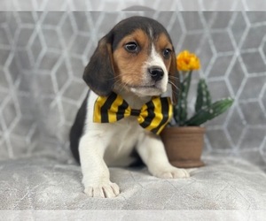 Beagle Puppy for sale in LAKELAND, FL, USA
