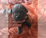 Small Photo #39 Cane Corso Puppy For Sale in HENRY, VA, USA
