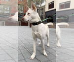 Small #4 Huskies  Mix