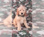 Small Photo #1 Goldendoodle Puppy For Sale in LANCASTER, PA, USA