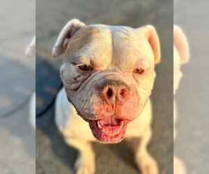 Olde Bulldog Dogs for adoption in Lake Forest, CA, USA