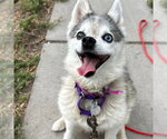 Small Alaskan Klee Kai-Pomeranian Mix