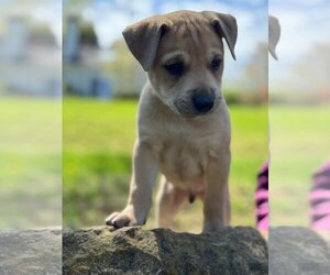 Labrador Retriever-Unknown Mix Dogs for adoption in Shillington, PA, USA