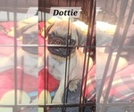 Puppy Dottie Pug