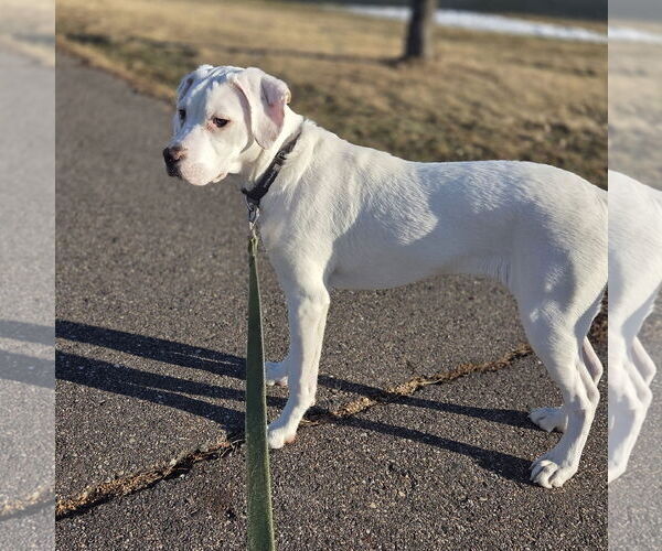 Medium Photo #7 Boxer-Unknown Mix Puppy For Sale in Brooklyn Center, MN, USA
