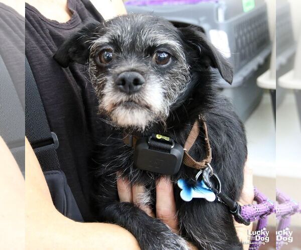 Medium Photo #4 Mutt Puppy For Sale in Washington, DC, USA
