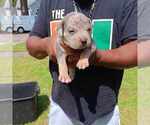 Puppy Puppy 1 Male American Bully