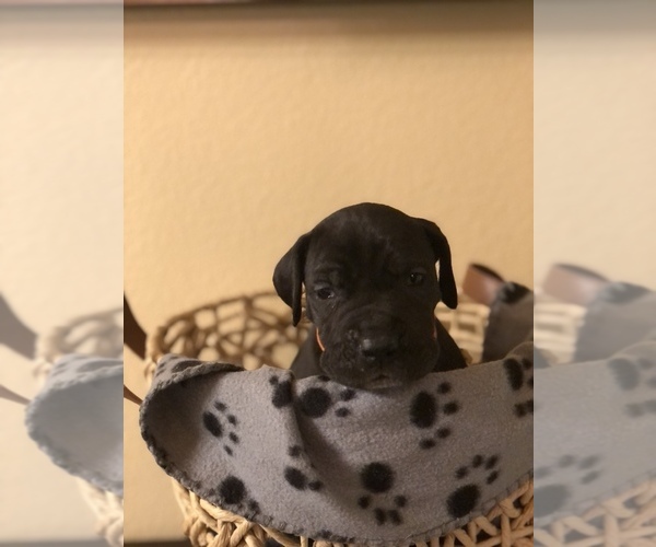 Medium Photo #1 Great Dane Puppy For Sale in COLLINSVILLE, OK, USA