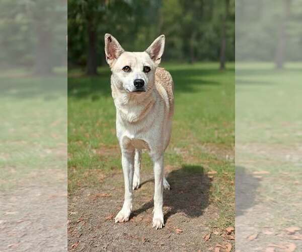 Medium Photo #3 Mutt Puppy For Sale in Talladega, AL, USA