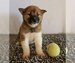 Small Photo #3 Shiba Inu Puppy For Sale in EDINA, MO, USA