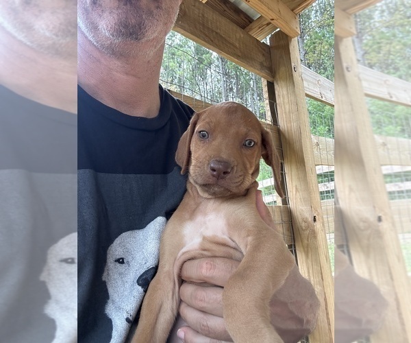 Medium Photo #11 Rhodesian Ridgeback Puppy For Sale in ROME, GA, USA