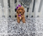 Small Poodle (Miniature)