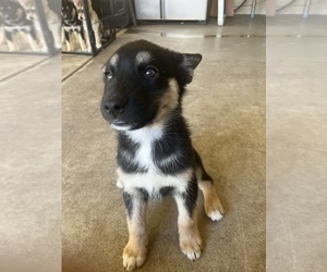 German Shepherd Dog-Siberian Husky Mix Puppy for sale in FRESNO, CA, USA