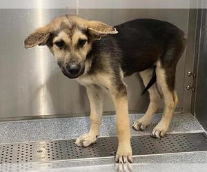 German Shepherd Dog Dogs for adoption in Orange, CA, USA