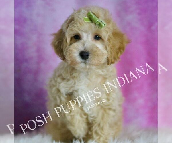 Medium Photo #3 Maltipoo (Miniature) Puppy For Sale in WARSAW, IN, USA