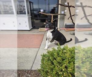 Mutt Dogs for adoption in Las Vegas, NV, USA