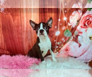 Boston Terrier Puppy for Sale in CARTHAGE, Texas USA