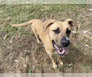 American Pit Bull Terrier-Labrador Retriever Mix Dogs for adoption in McKinleyville, CA, USA