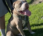 Small Photo #1 American Pit Bull Terrier Puppy For Sale in STANTON, CA, USA