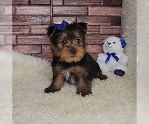 Yorkshire Terrier Puppy for sale in JASONVILLE, IN, USA