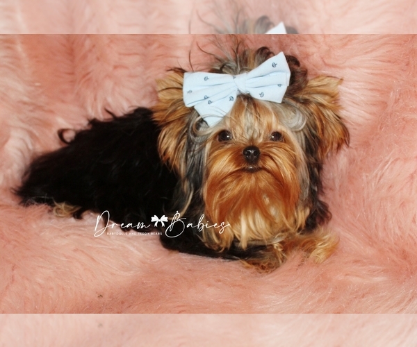 Medium Photo #3 Yorkshire Terrier Puppy For Sale in PFLUGERVILLE, TX, USA
