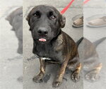 Small German Shepherd Dog Mix