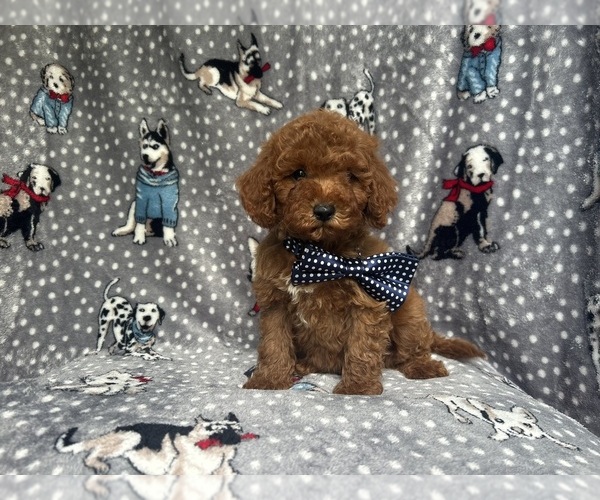 Medium Photo #7 Cavapoo Puppy For Sale in LAKELAND, FL, USA