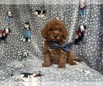 Small #6 Cavapoo