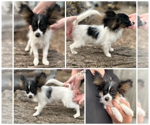 Papillon Puppy for sale in ELK RIVER, MN, USA