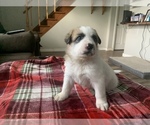 Small Photo #8 Belgian Malinois-Great Pyrenees Mix Puppy For Sale in APPLETON, NY, USA
