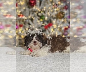 Shih Tzu Puppy for sale in INDIANAPOLIS, IN, USA