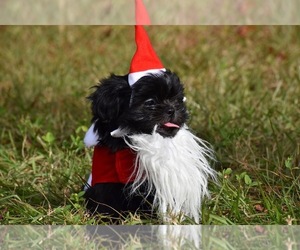 Shih Tzu Puppy for sale in PALM COAST, FL, USA
