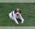 Small Photo #14 Brittany Puppy For Sale in HAMILTON, GA, USA