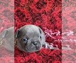 Small Photo #3 French Bulldog Puppy For Sale in LILBURN, GA, USA