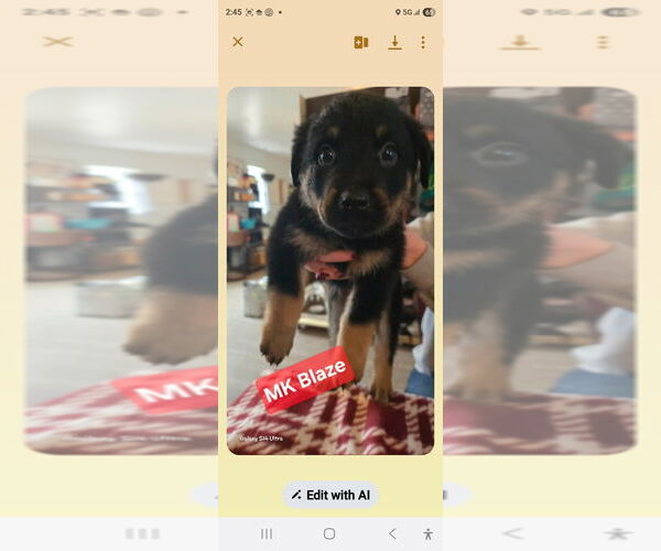 Medium Photo #1 Shepweiller Puppy For Sale in Foristell, MO, USA