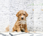 Small Photo #11 Poodle (Toy) Puppy For Sale in SYRACUSE, IN, USA