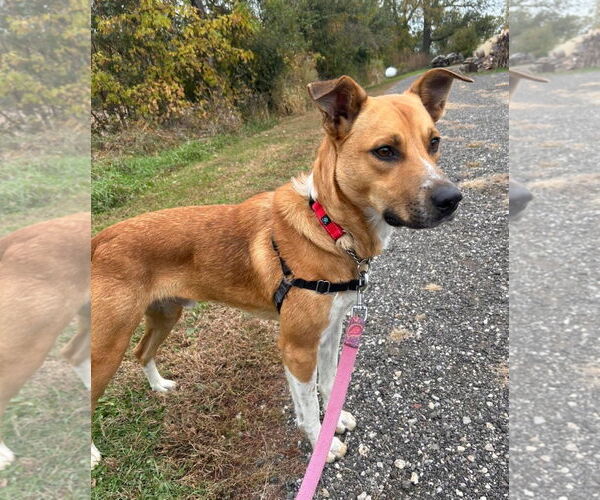 Medium Photo #3 Labrador Retriever-Red Heeler Mix Puppy For Sale in Williamsburg, IA, USA