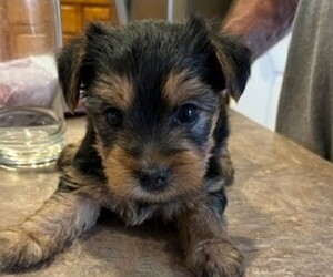 Yorkshire Terrier Puppy for Sale in LAMAR, Colorado USA