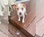 Small #10 German Shorthaired Lab