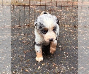 Medium Miniature Australian Shepherd