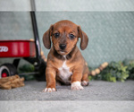 Small #1 Dachshund