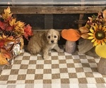 Arthur - Male Cavapoo (Miniature) Puppy for Sale - Photo #2