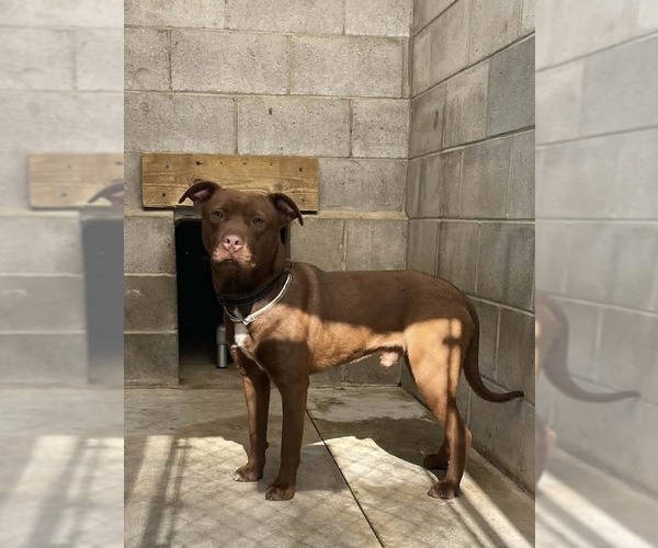 Medium Photo #4 Chesapeake Bay Retriever-Unknown Mix Puppy For Sale in Shermans Dale, PA, USA