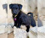 Small #6 Mutt