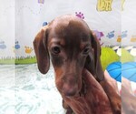 Small #5 Dachshund