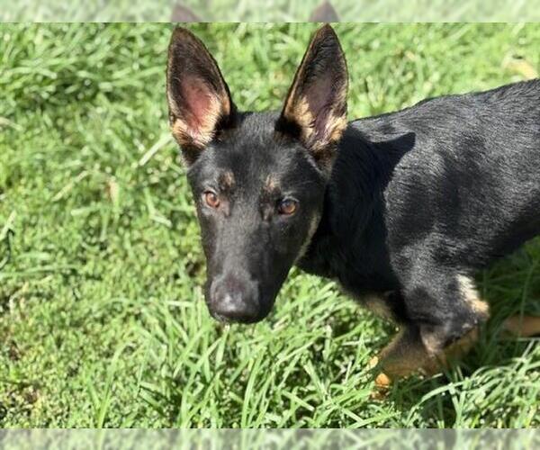 Medium Photo #1 German Shepherd Dog Puppy For Sale in Tulsa, OK, USA