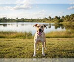 Small #1 Black Mouth Cur Mix