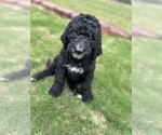 Puppy 6 Bernedoodle-Labradoodle Mix