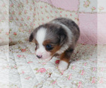 Small Photo #2 Miniature Australian Shepherd Puppy For Sale in HARRISON, OH, USA