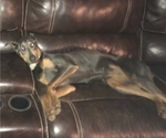 Small Photo #1 Doberman Pinscher Puppy For Sale in DUBLIN, TX, USA